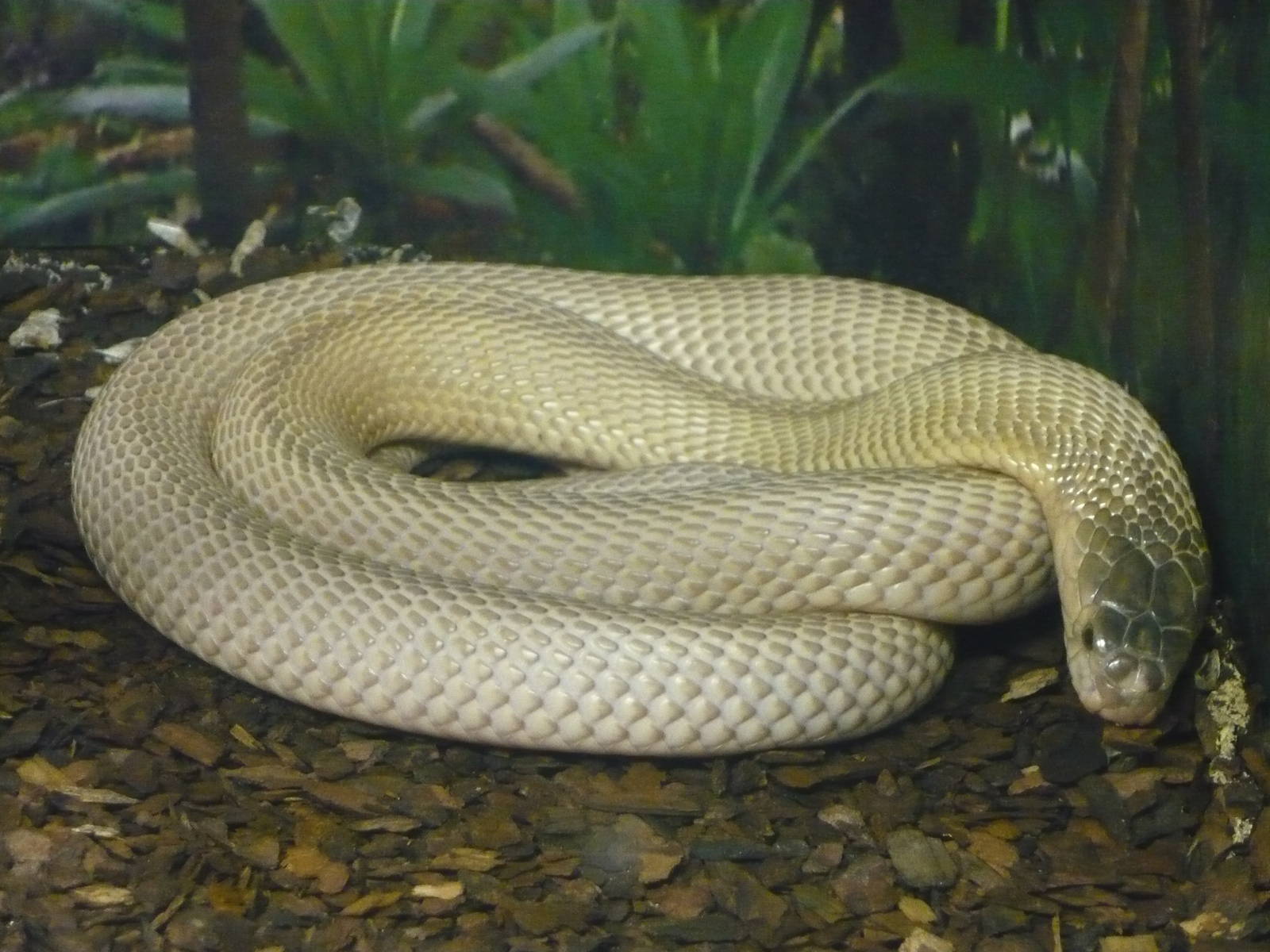 White cobra