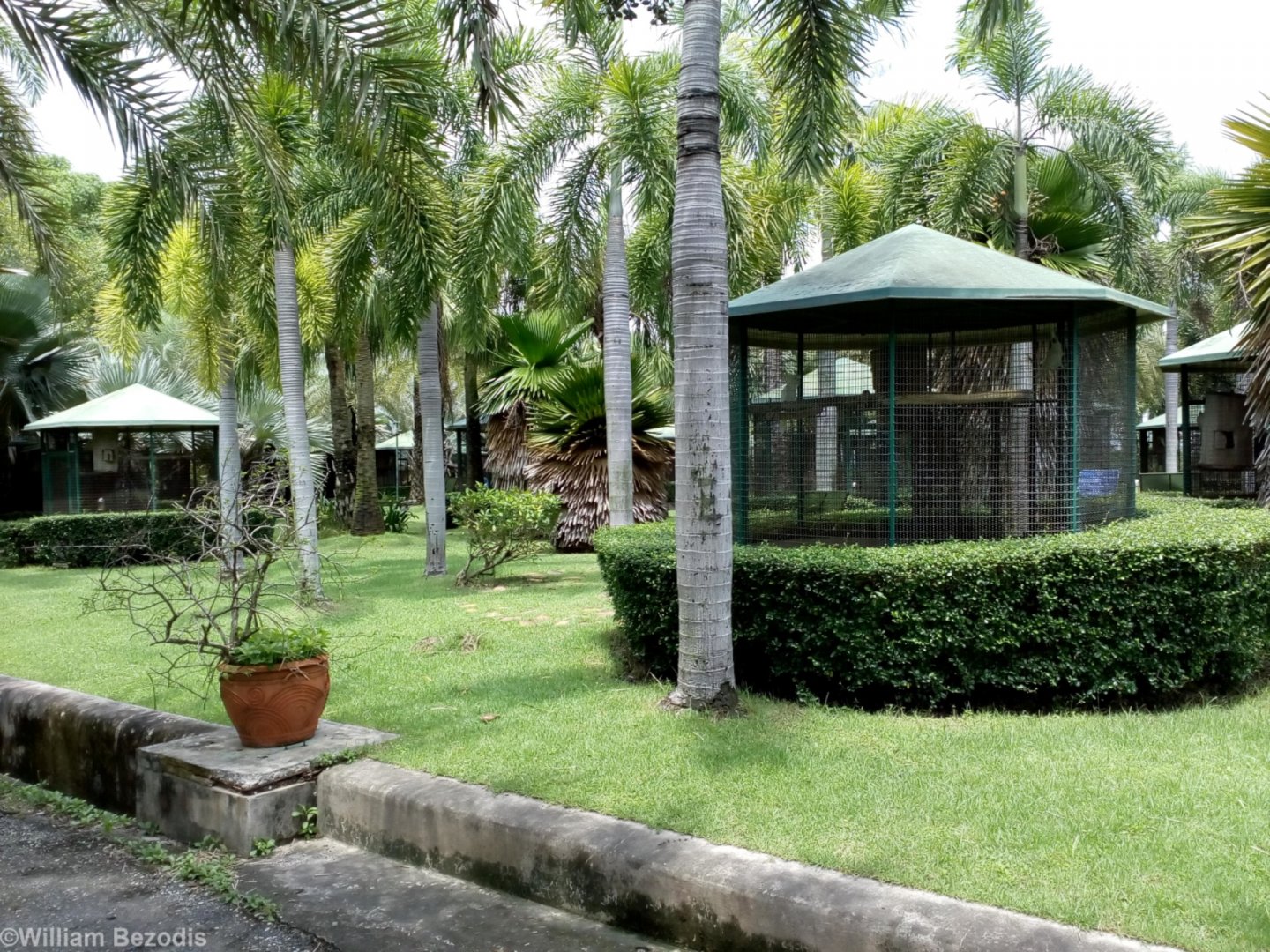 White Cockatoo Aviaries