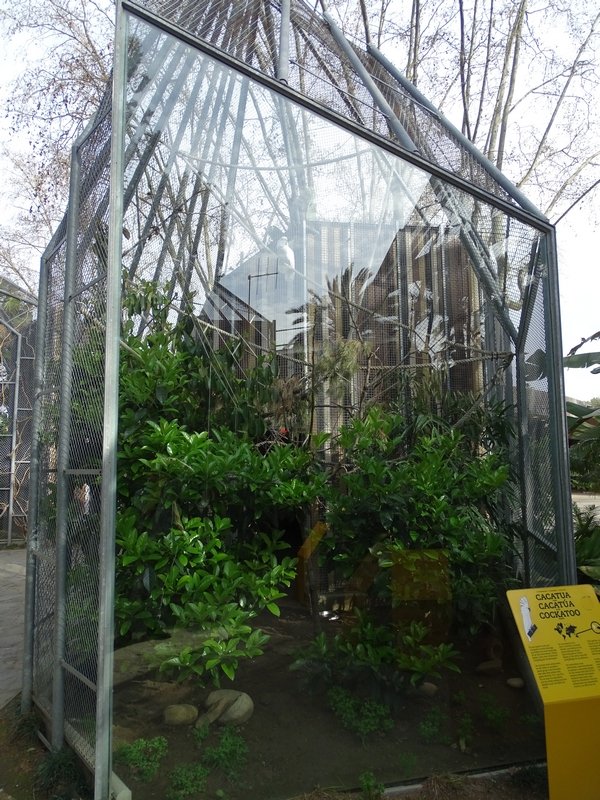 White cockatoo aviary