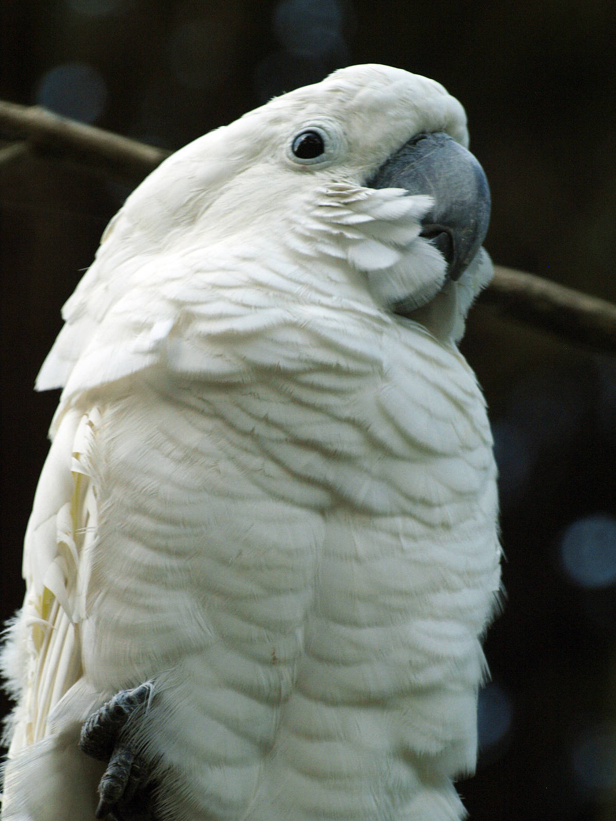 White cockatoo (C.alba)