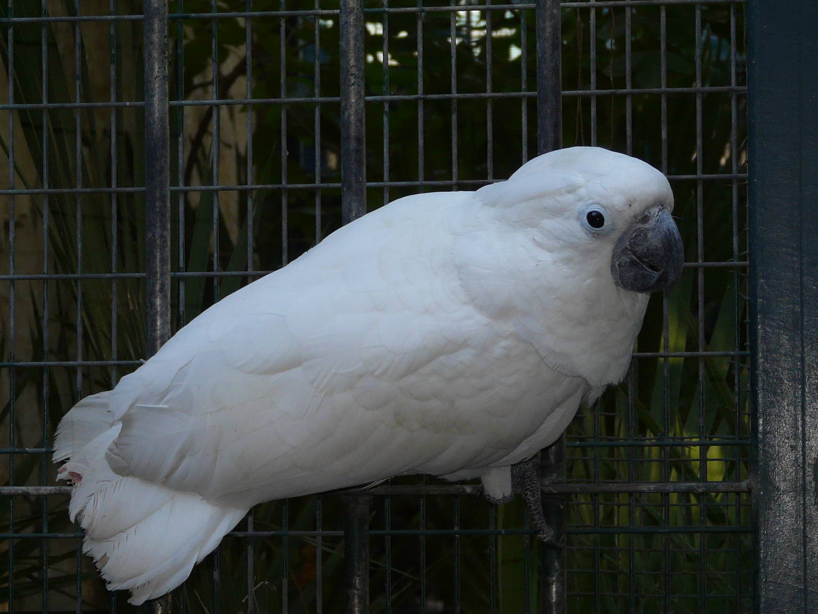 White cockatoo/ Cacatua alba