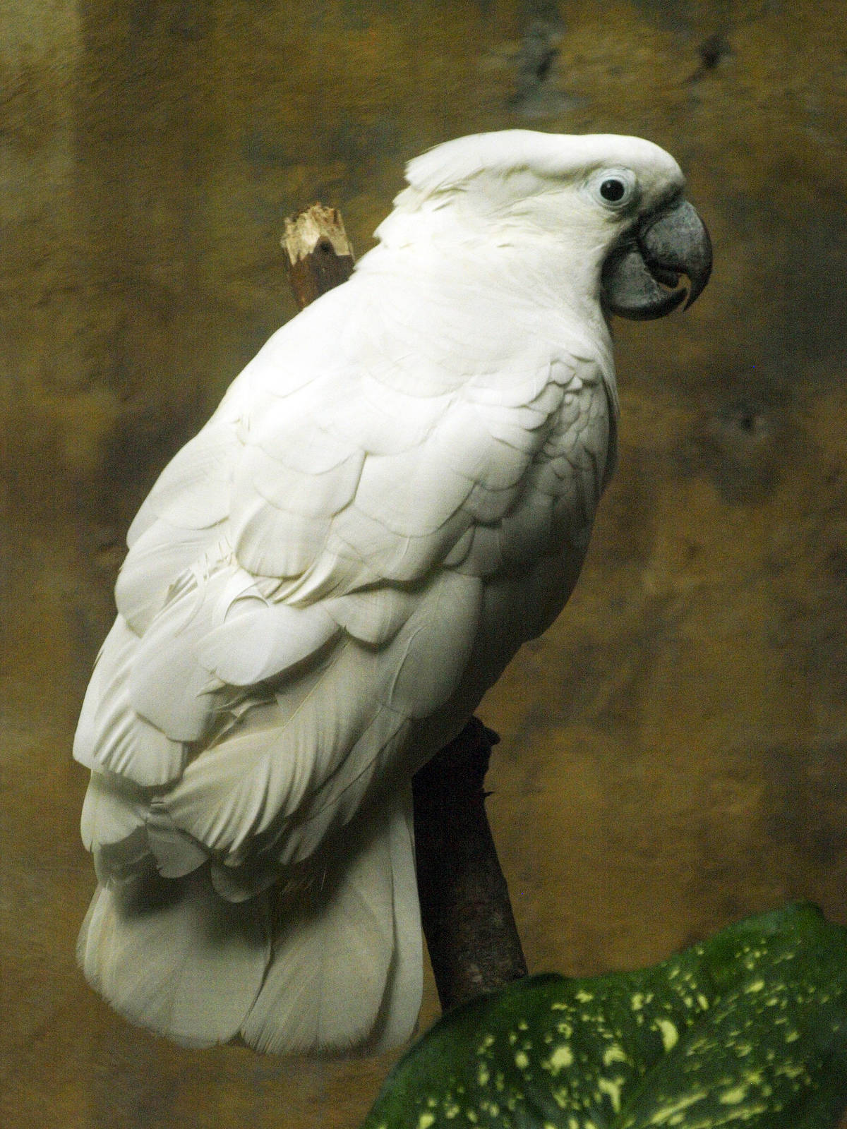 White Cockatoo (Cacatua alba)