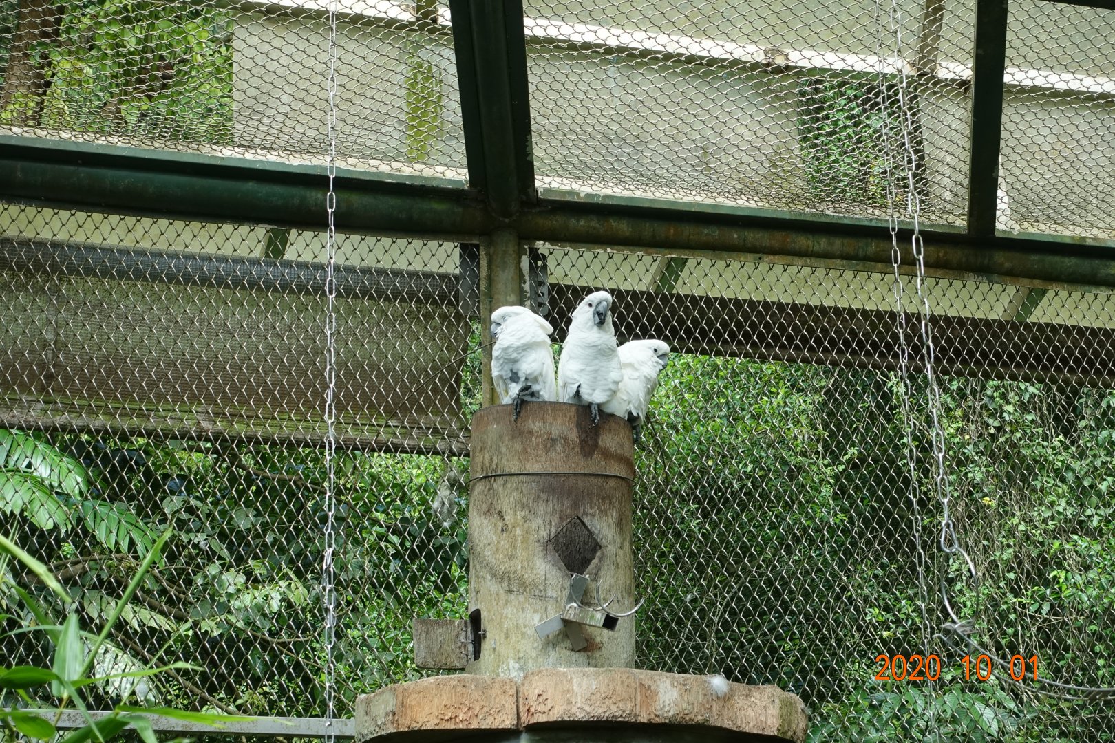 White Cockatoo (Cacatua alba)