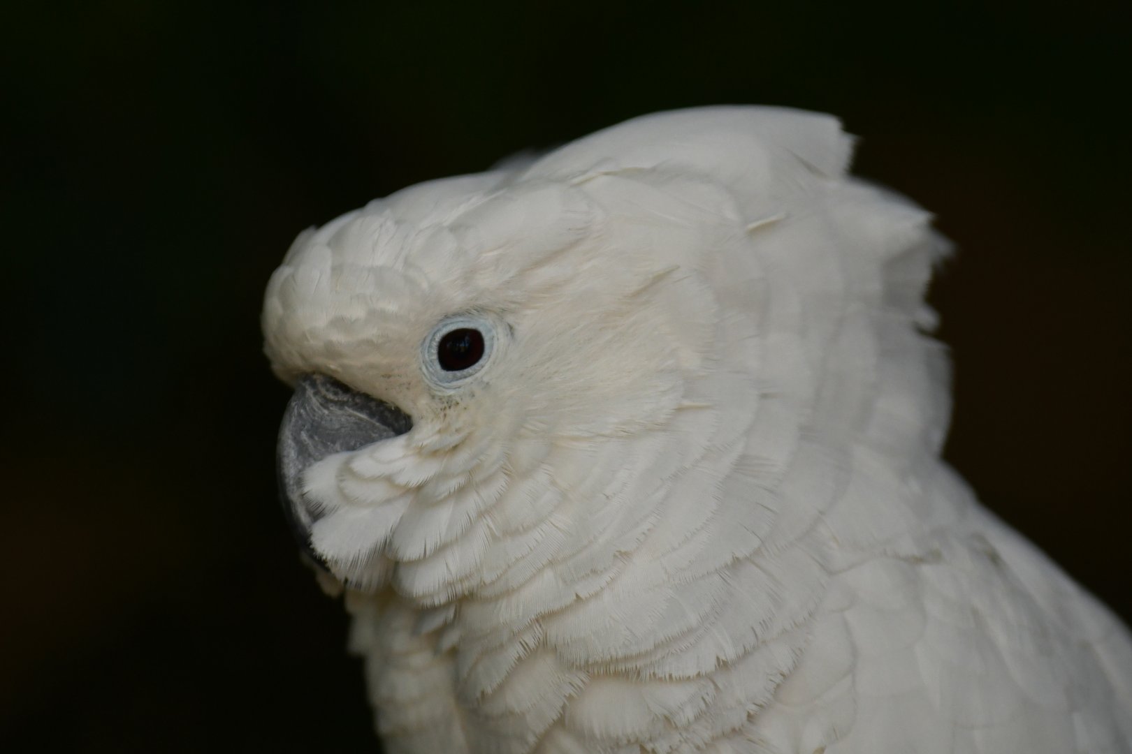 White Cockatoo Cacatua alba