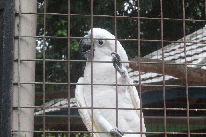 White cockatoo (Cacatua alba)