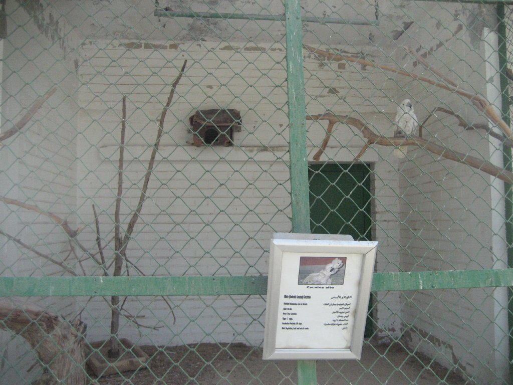 White Cockatoo cage