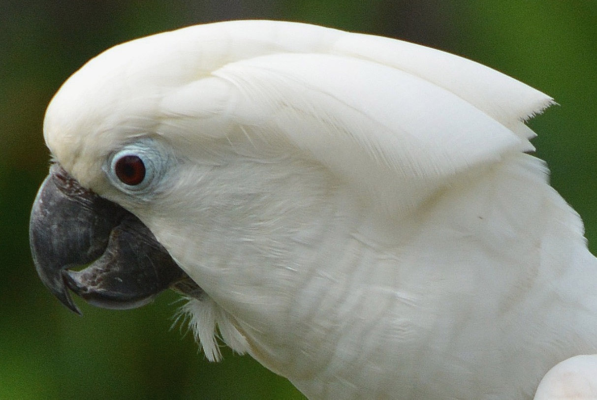 White cockatoo Portrait