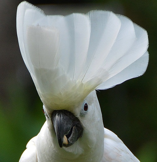 White cockatoo portrait