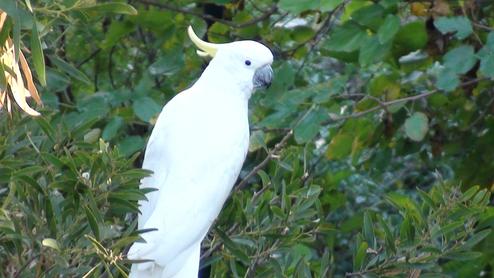 White cockatoo