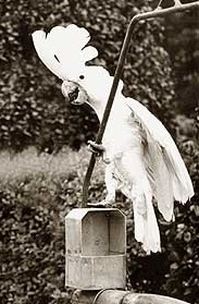White cockatoo