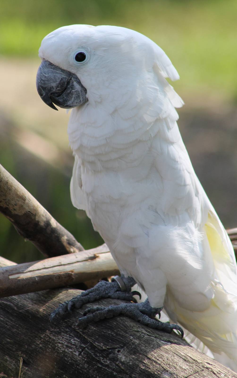 White cockatoo