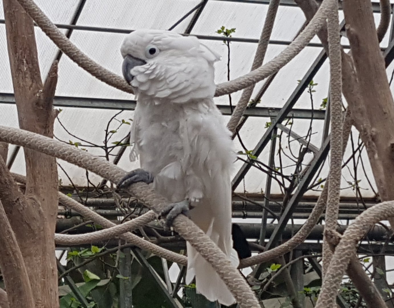 White cockatoo