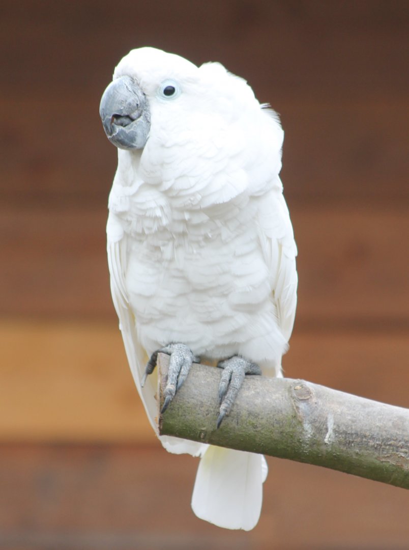 White cockatoo