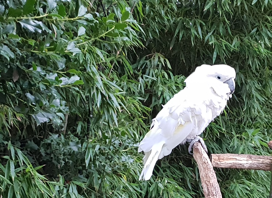 White cockatoo