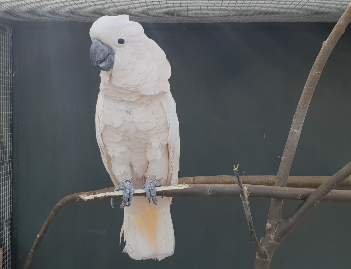 White cockatoo