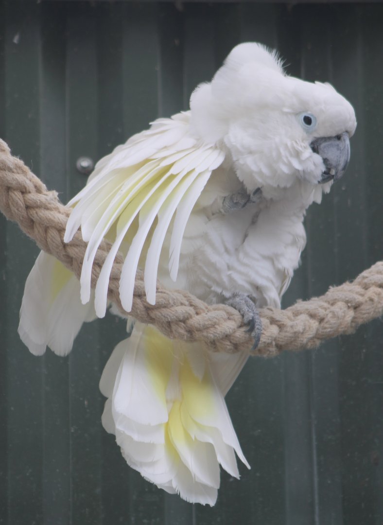 White cockatoo