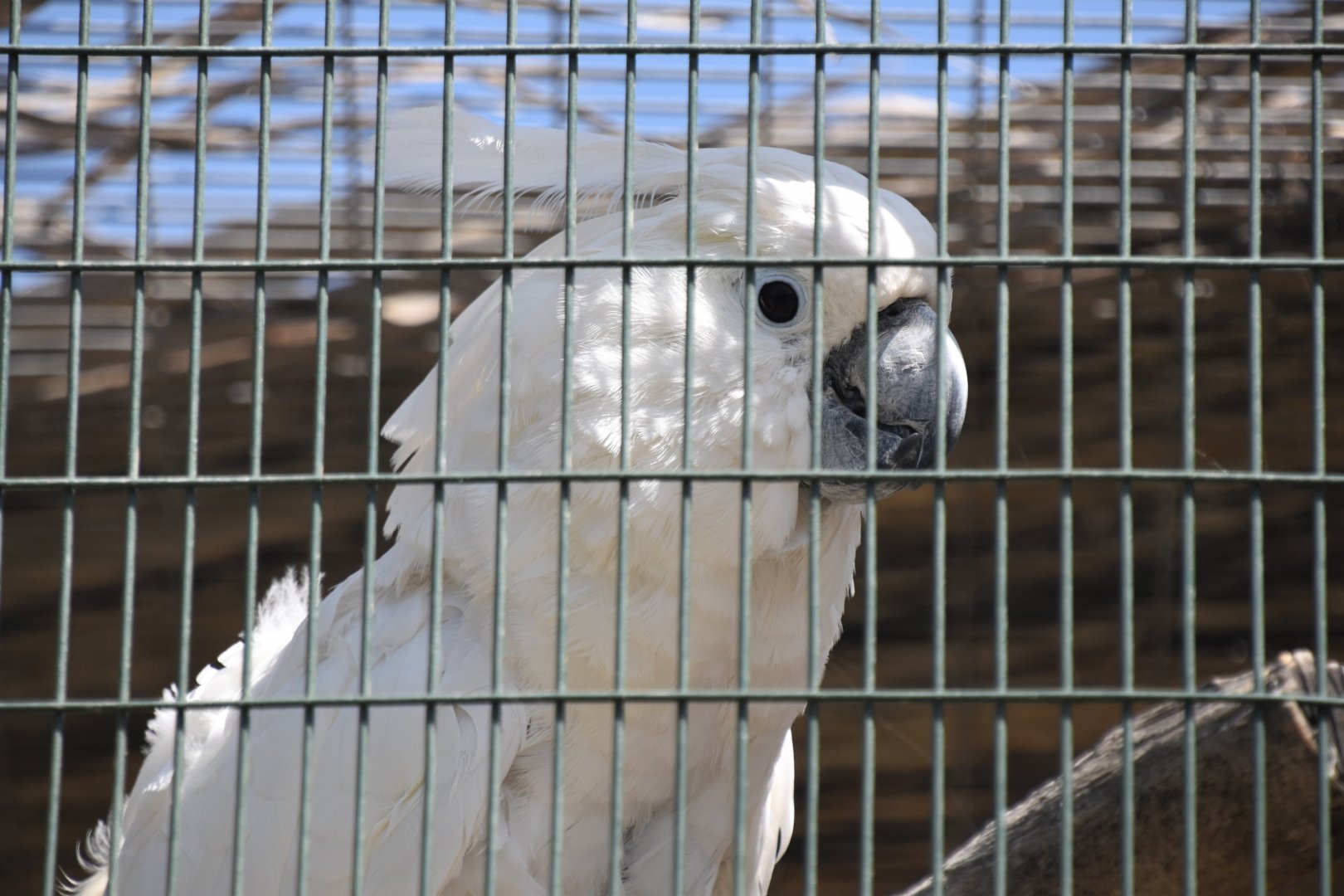 White cockatoo