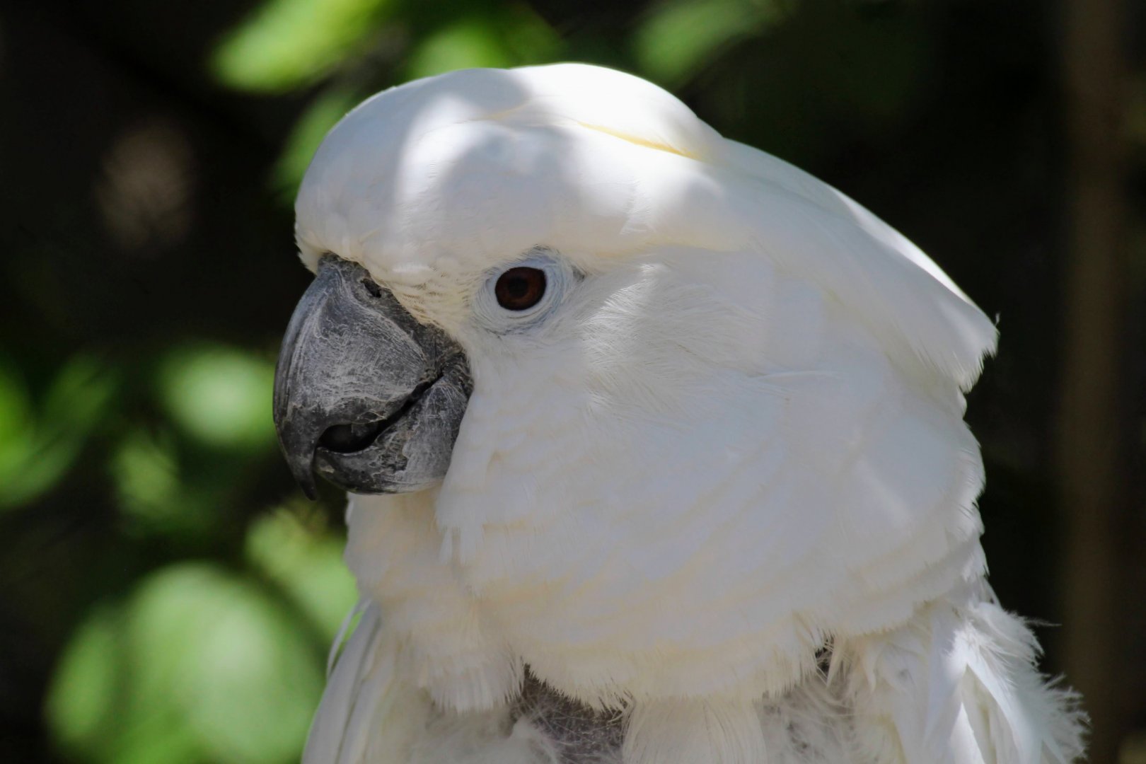White Cockatoo