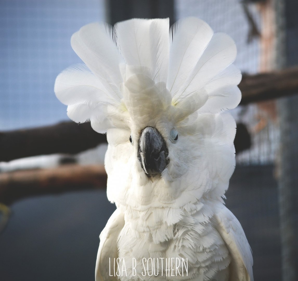 White cockatoo