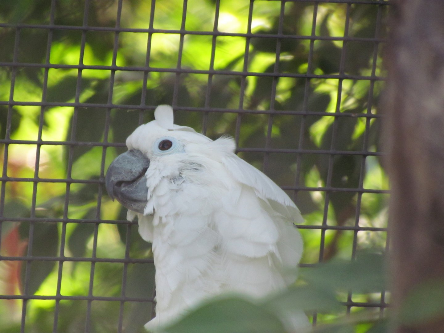 White Cockatoo