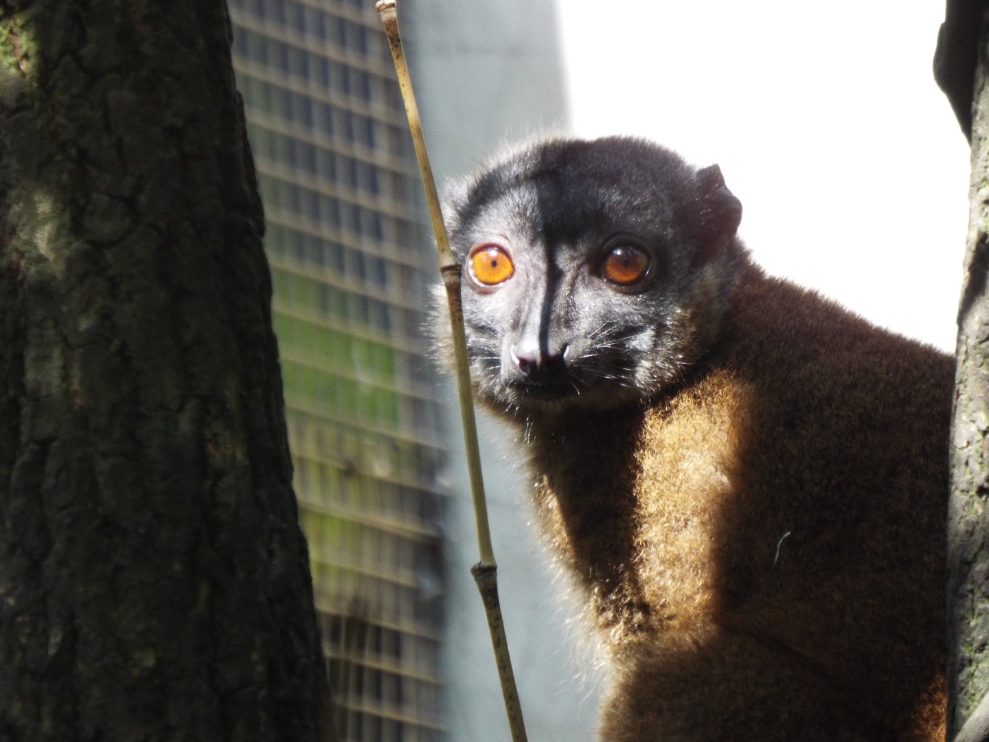 White collared brown lemur, Linton Zoo