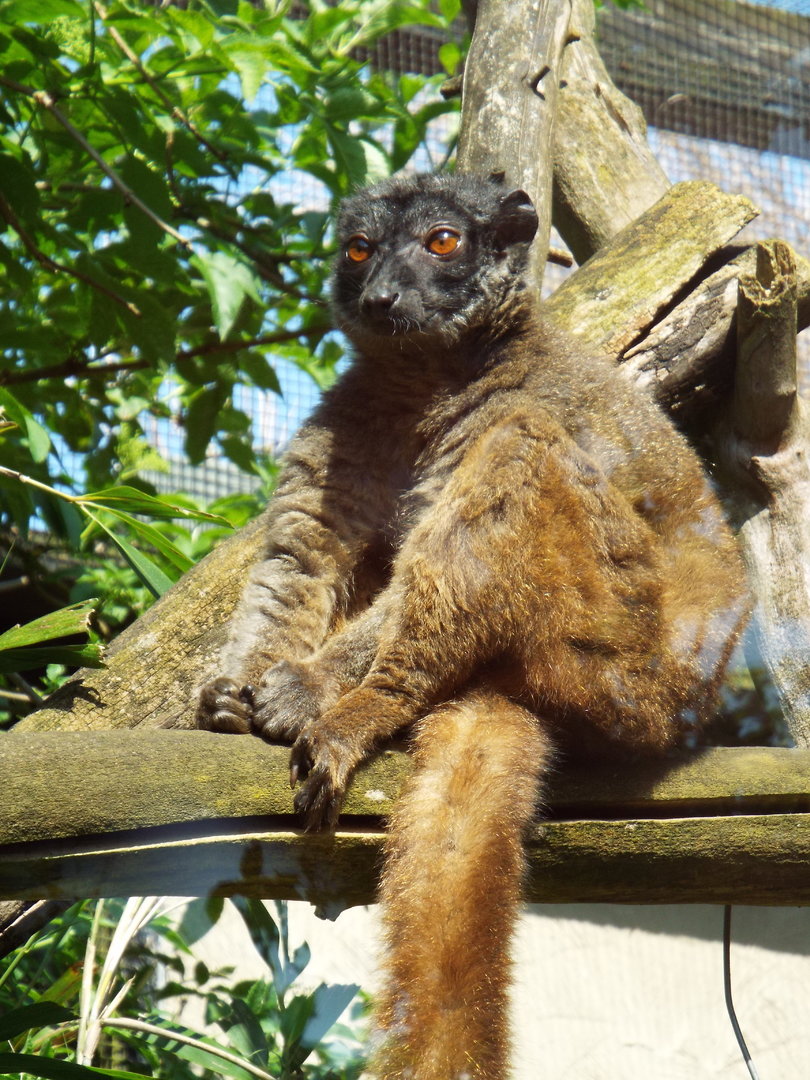 White collared brown lemur, Linton Zoo