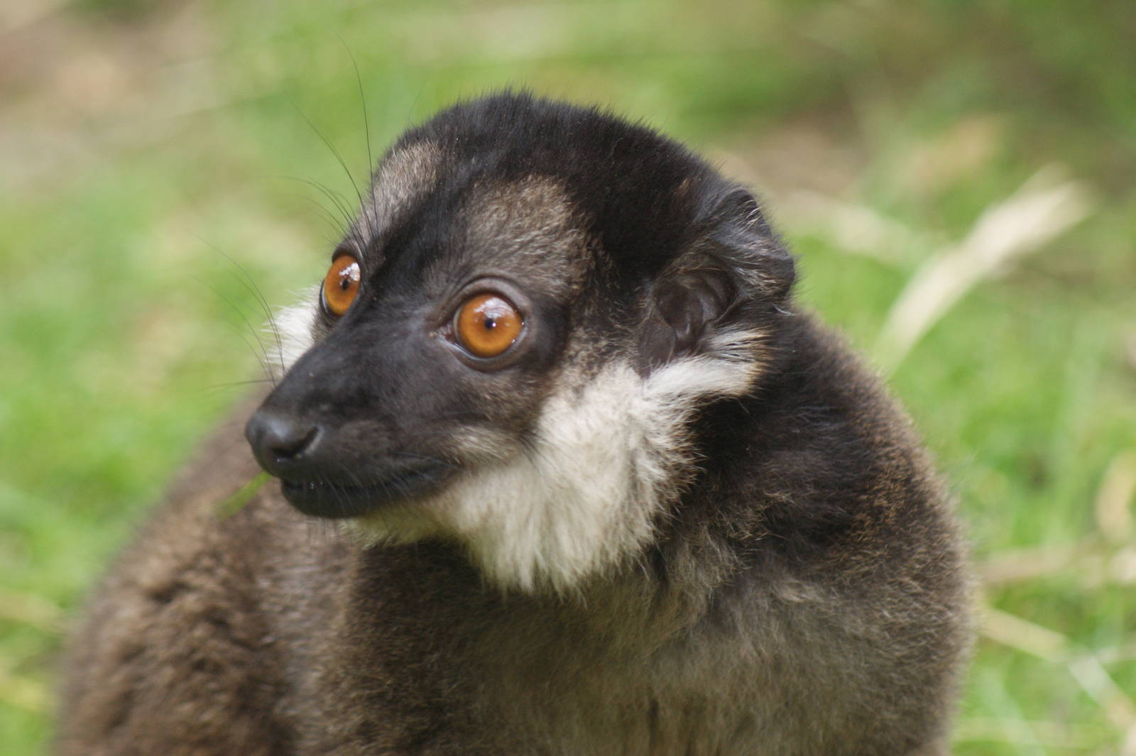 White-collared brown lemur