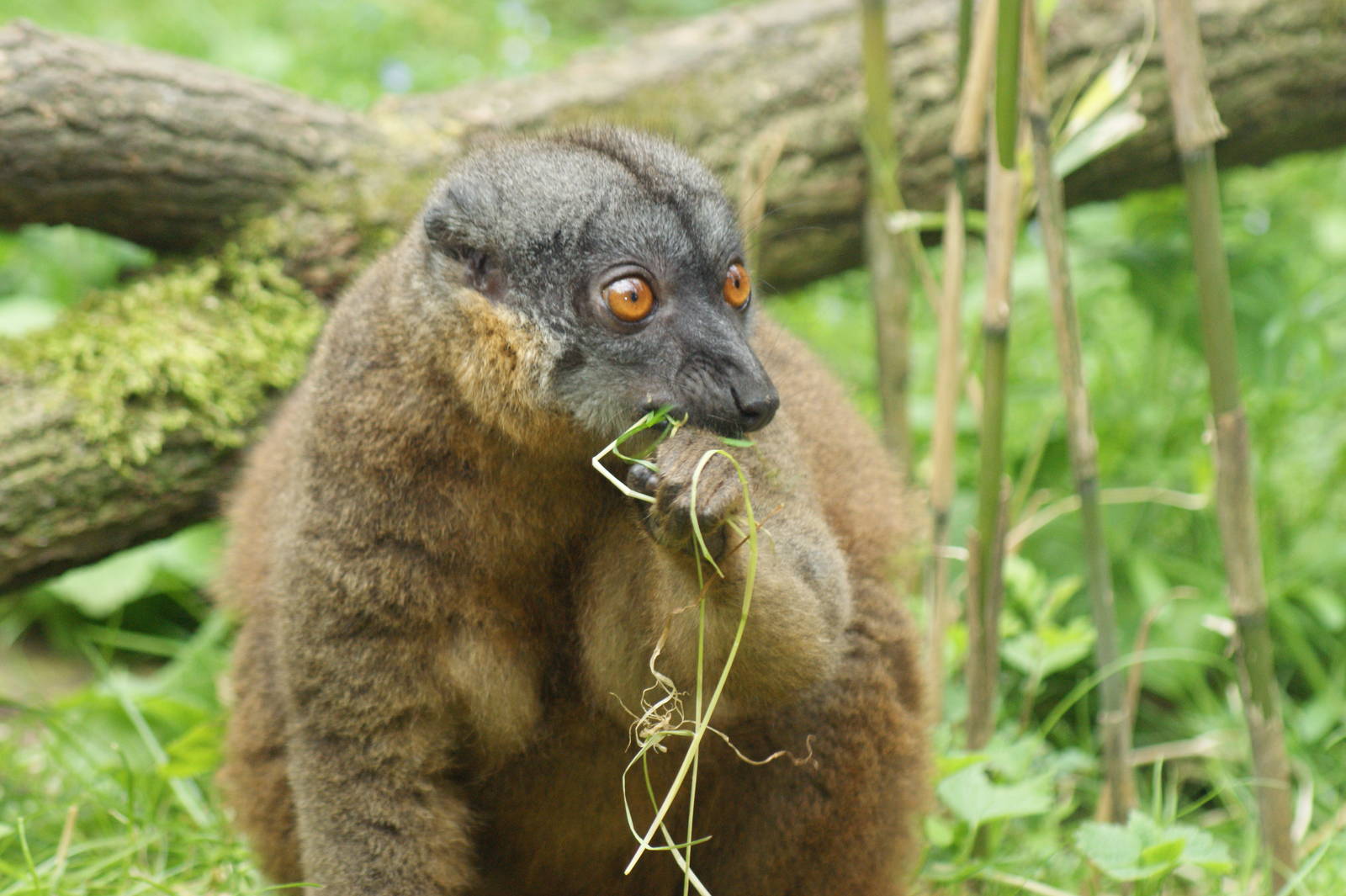 White-collared brown lemur
