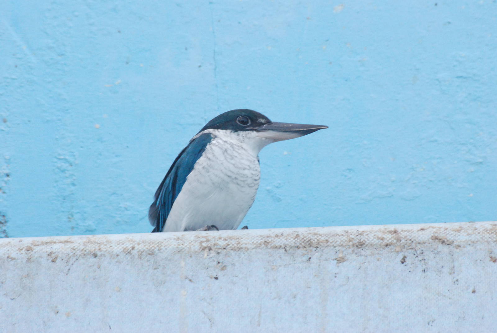 White-collared Kingfisher at Barcelona, 30/05/11