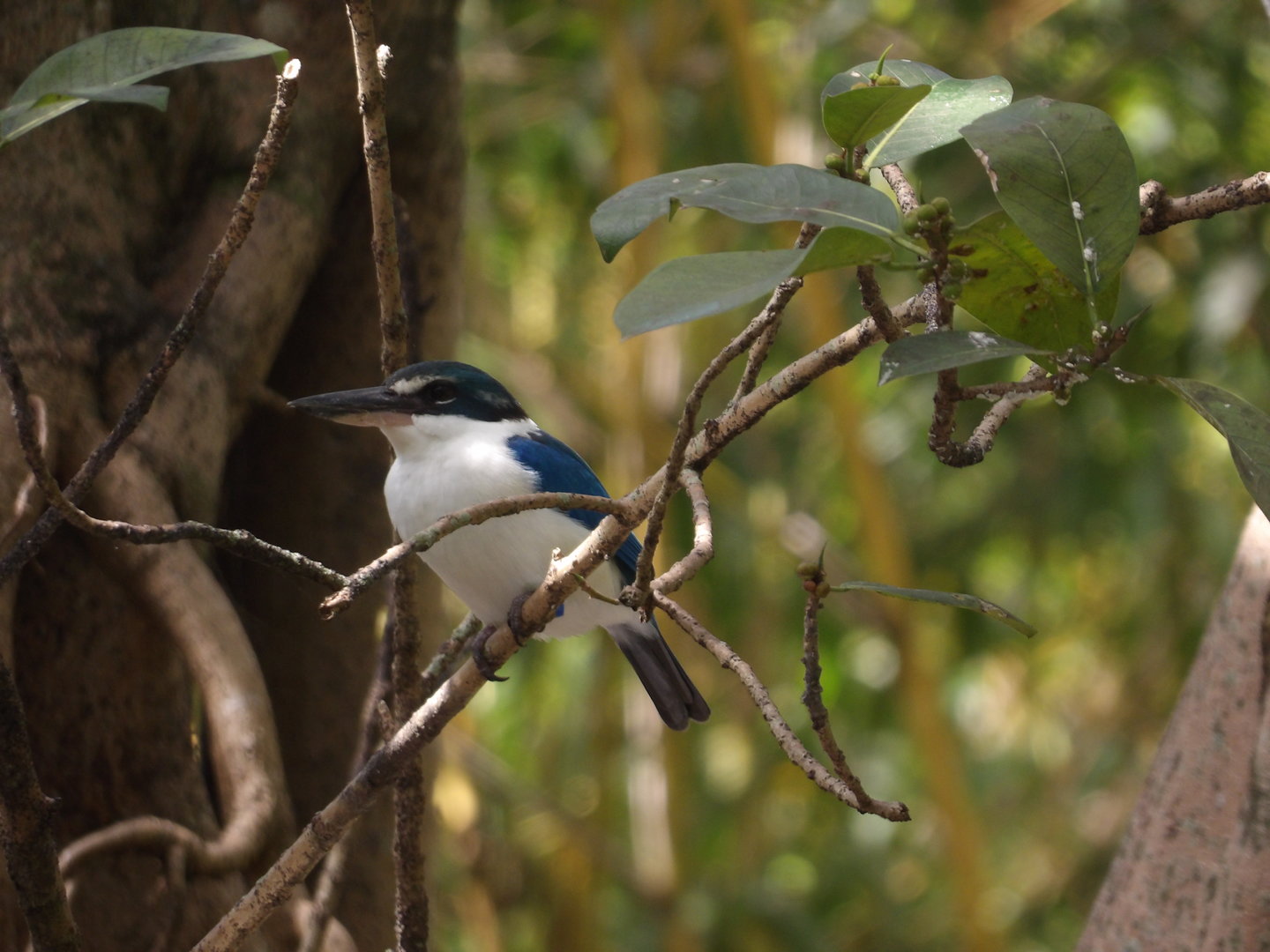 White-Collared Kingfisher(Todiramphus chloris)