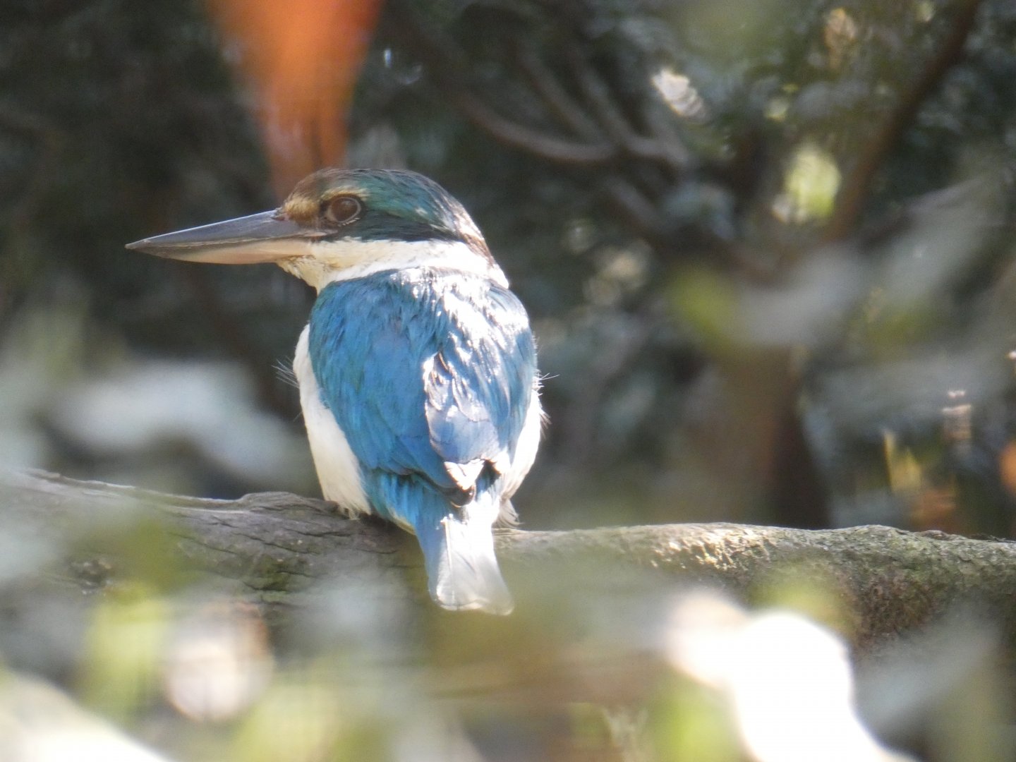 White-collared Kingfisher