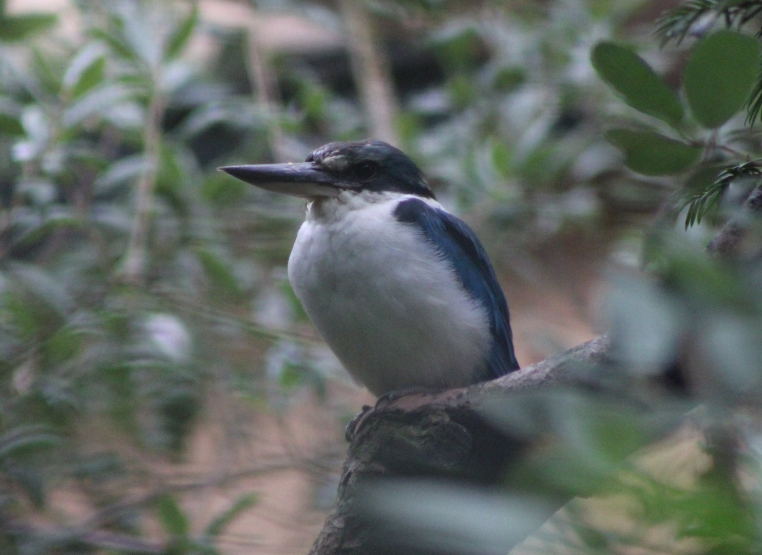 White-collared kingfisher