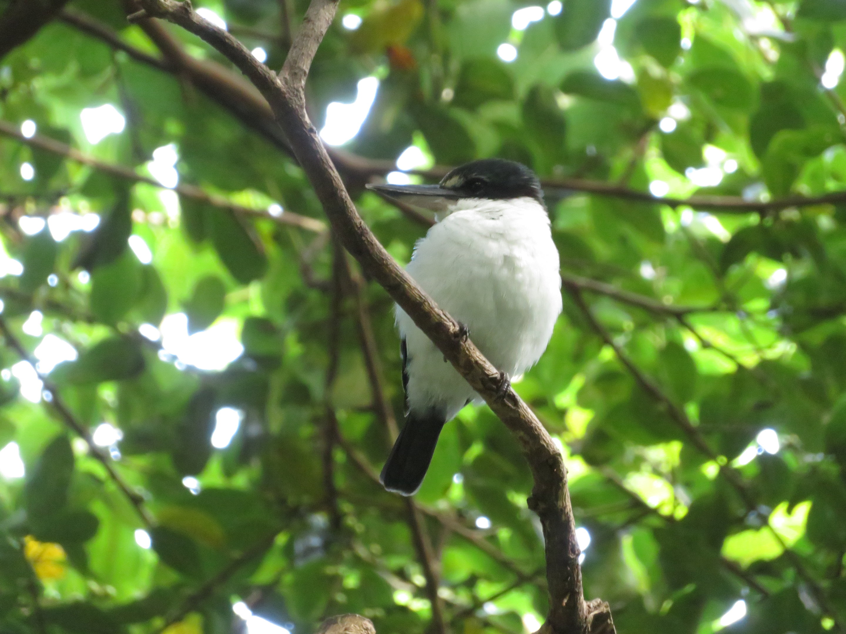 White-collared Kingfisher