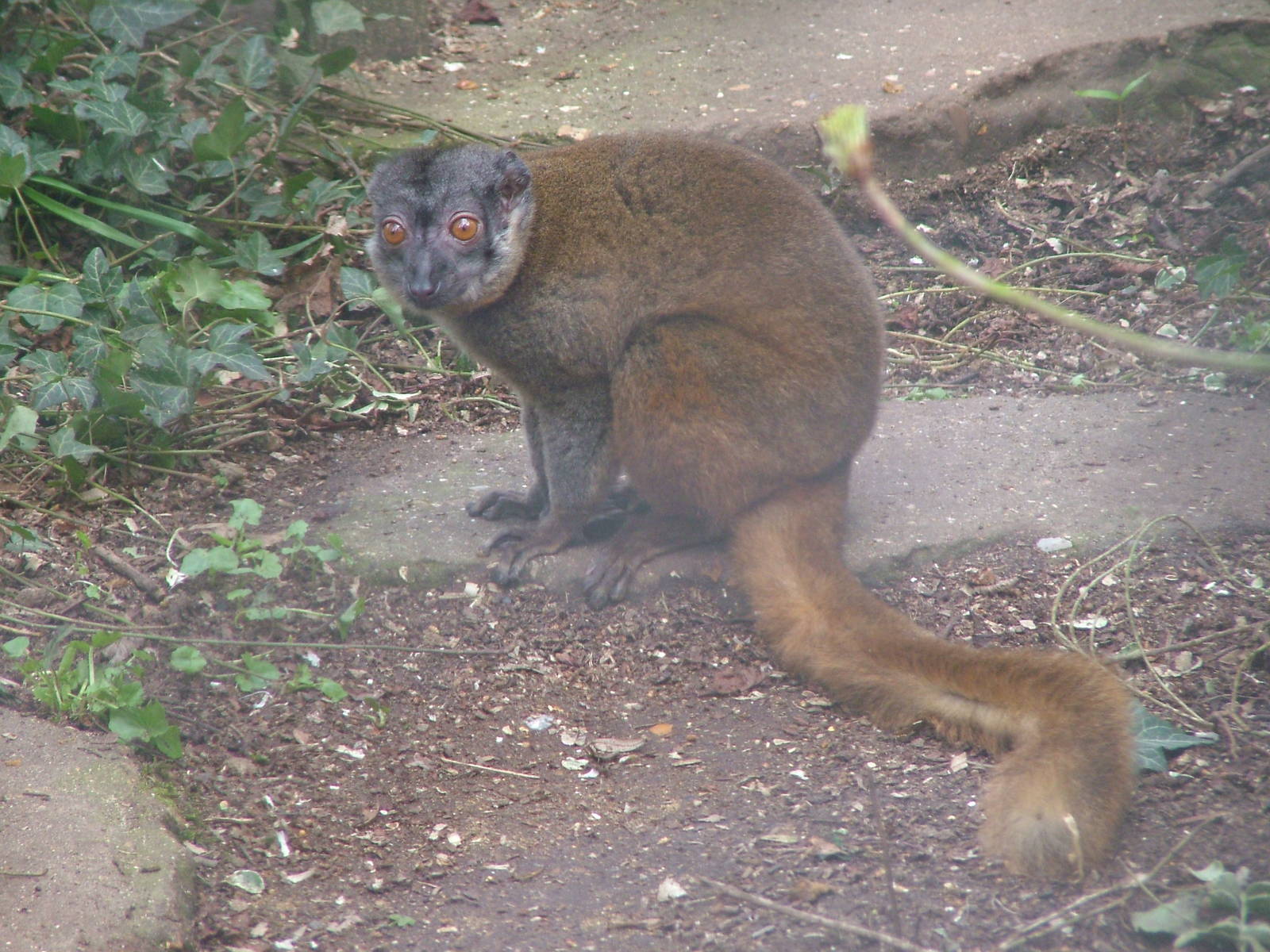 White-collared Lemur at Linton 05/04/10