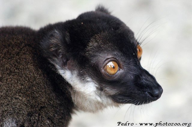 White-collared lemur (Eulemur fulvus albocollaris)