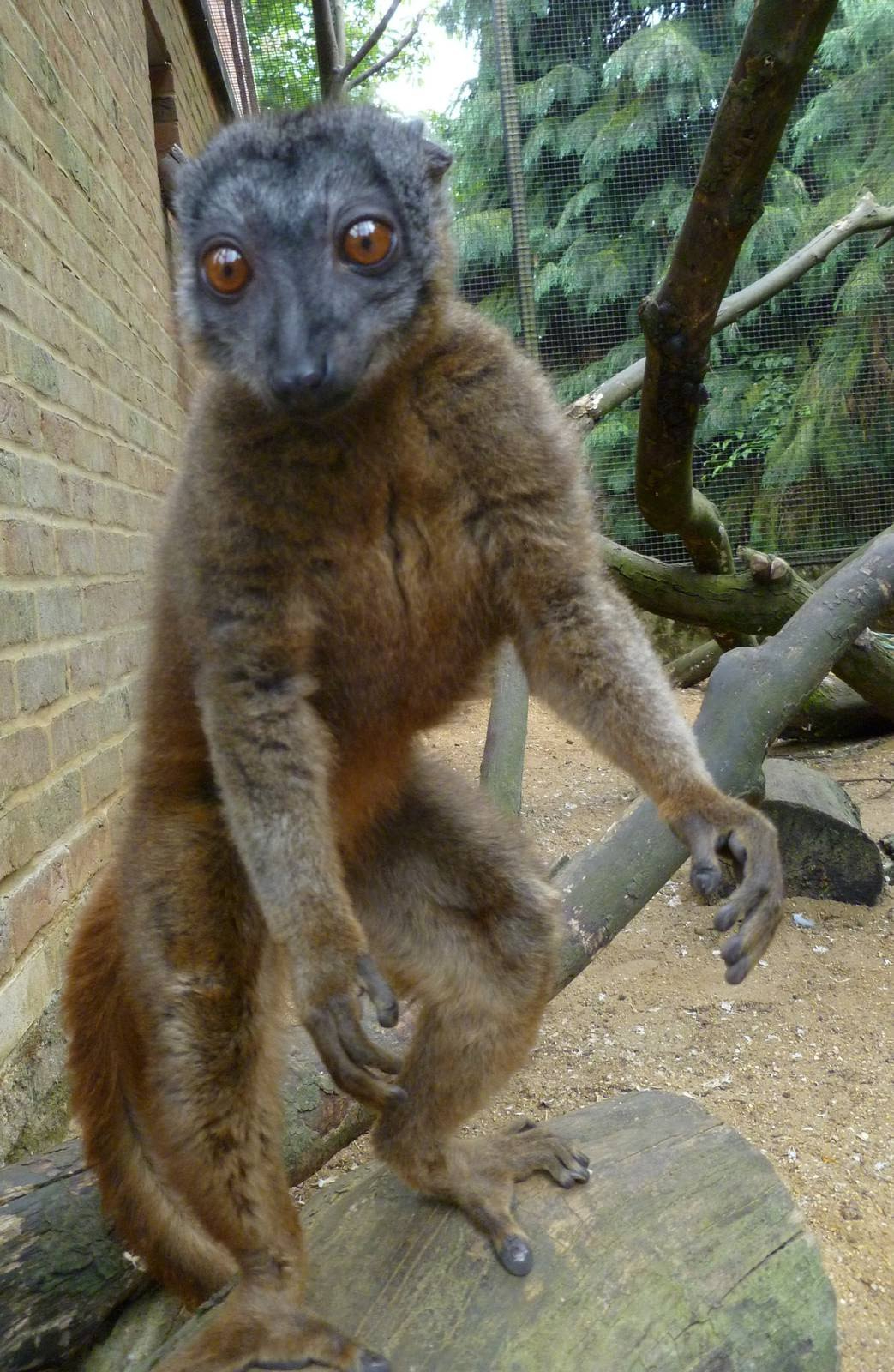 white collared lemur female
