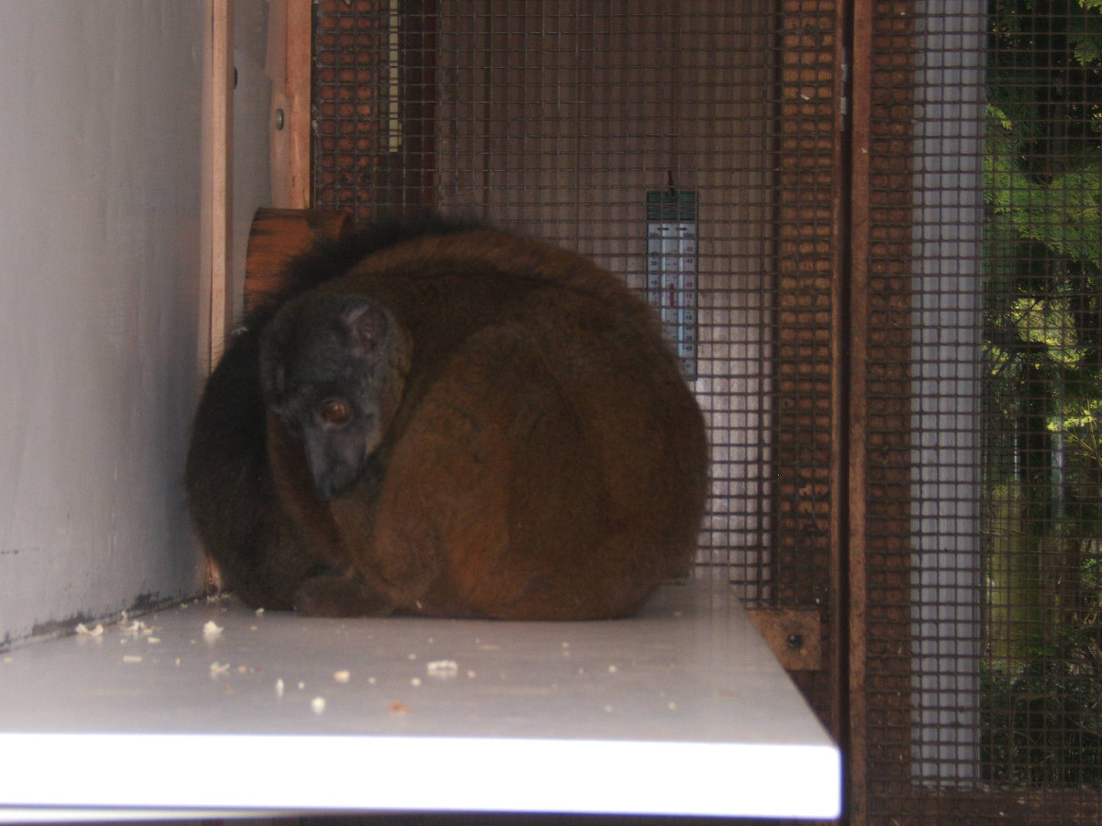 White-collared Lemur (female)