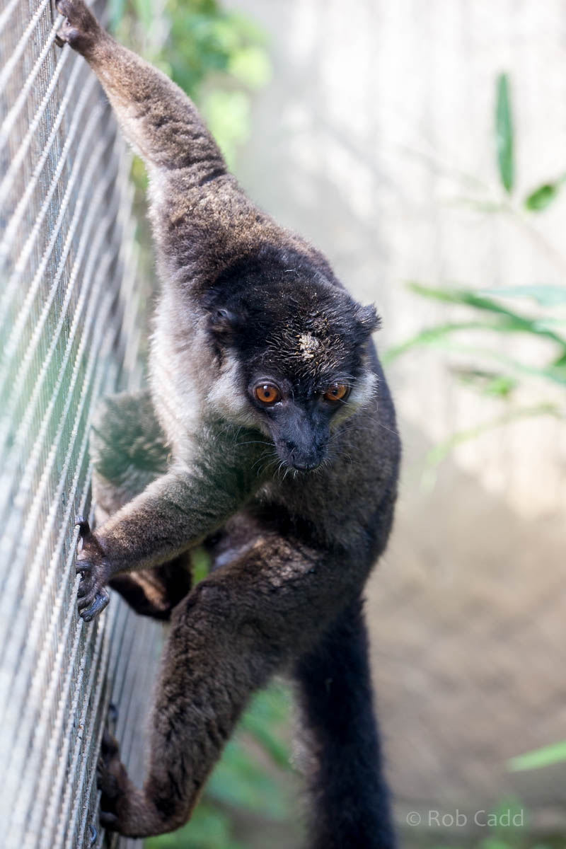 White-collared lemur : Linton : 19 Sep 2015