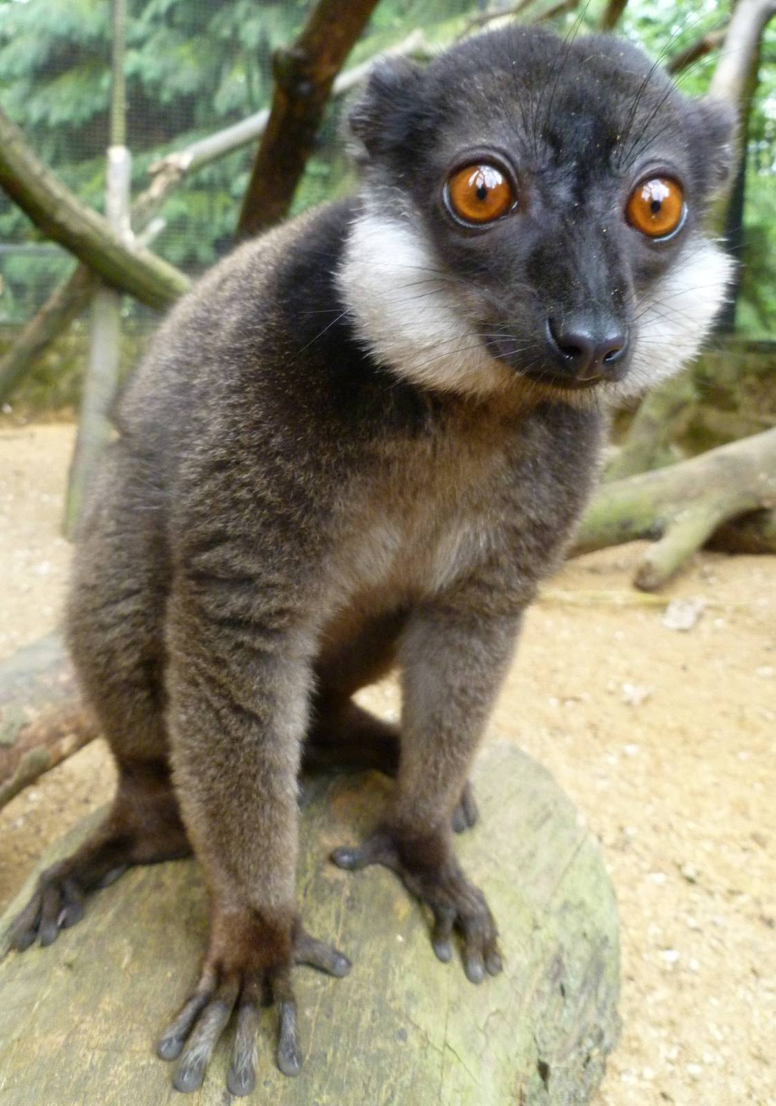 white collared lemur male