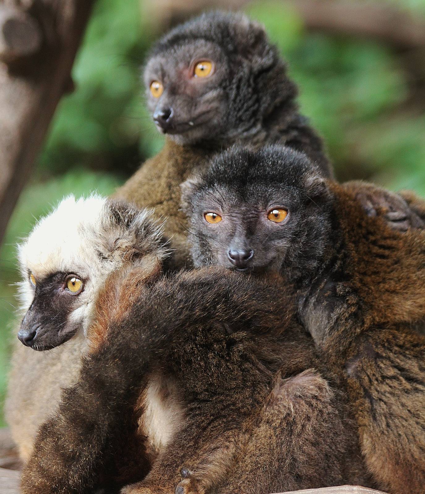 White Collared Lemur