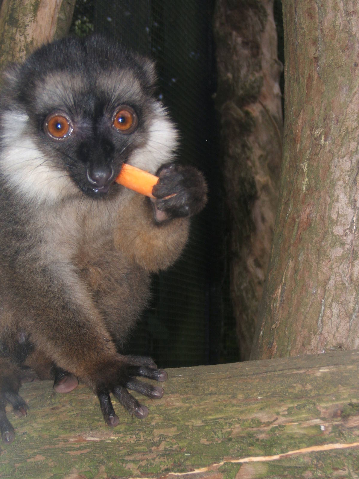 White-collared Lemur