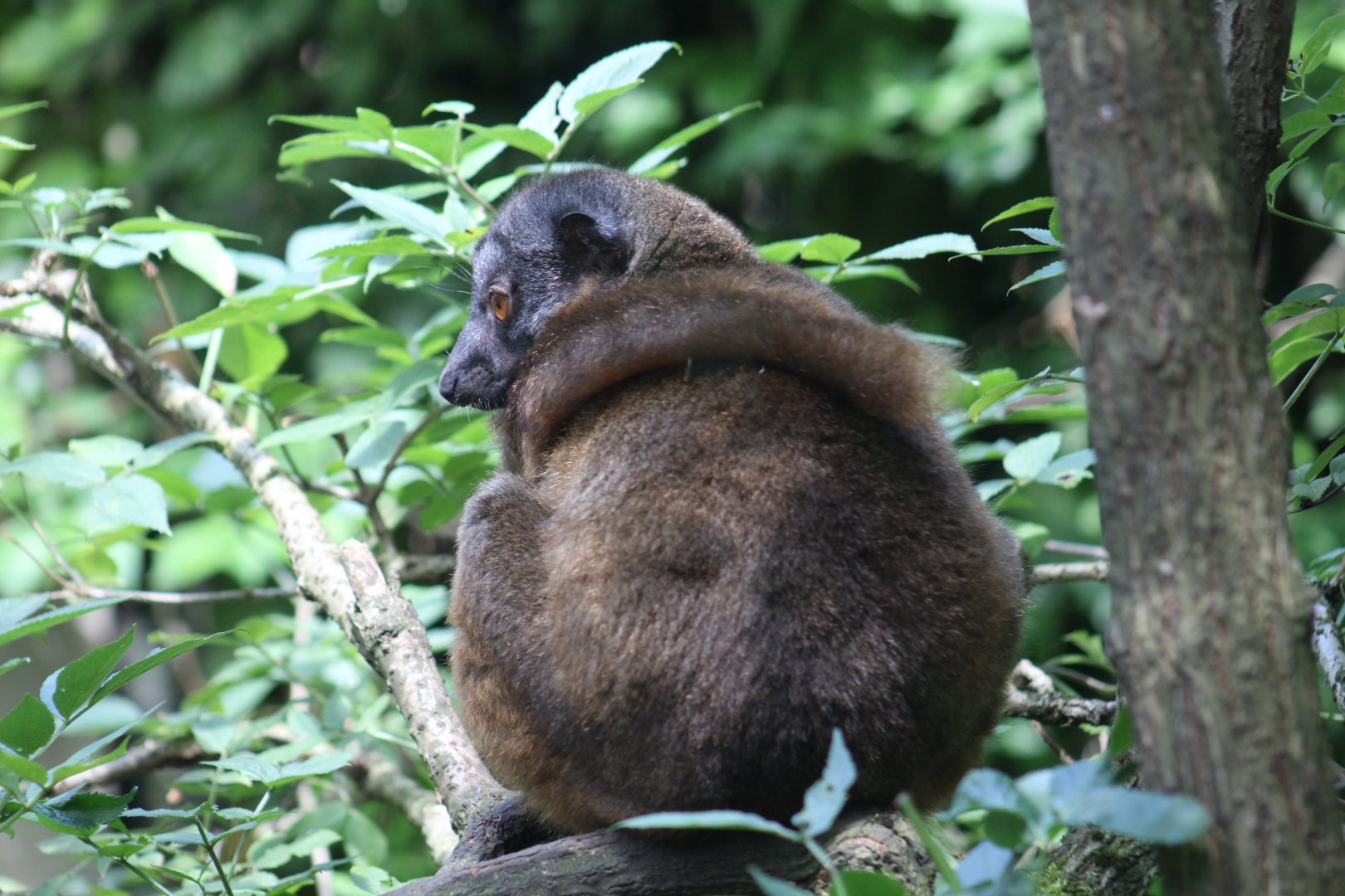 White-Collared Lemur