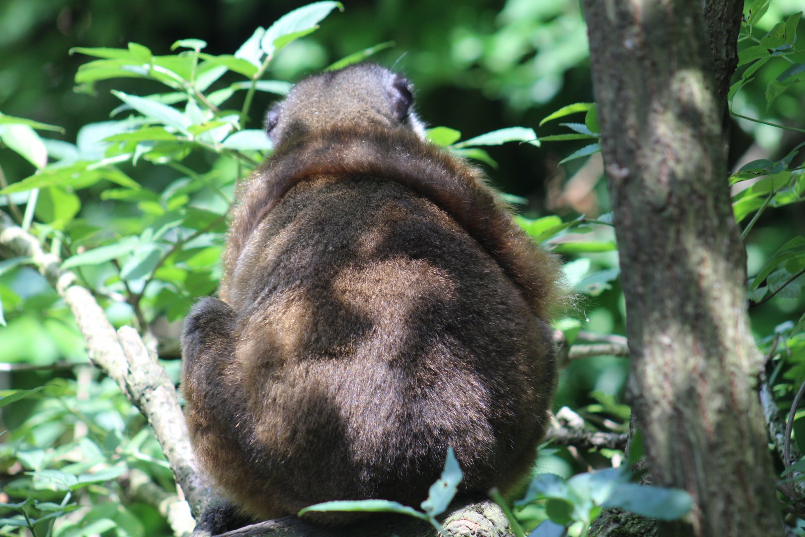 White-Collared Lemur