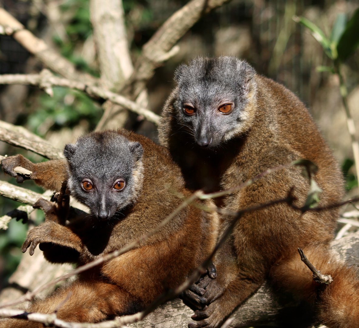White Collared Lemur