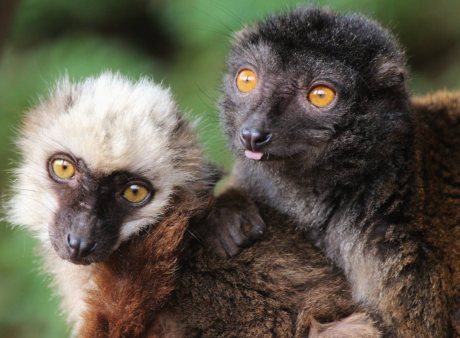 White Collared Lemurs