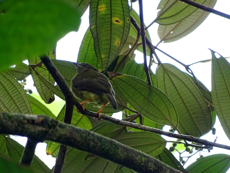 White-collared manakin, female