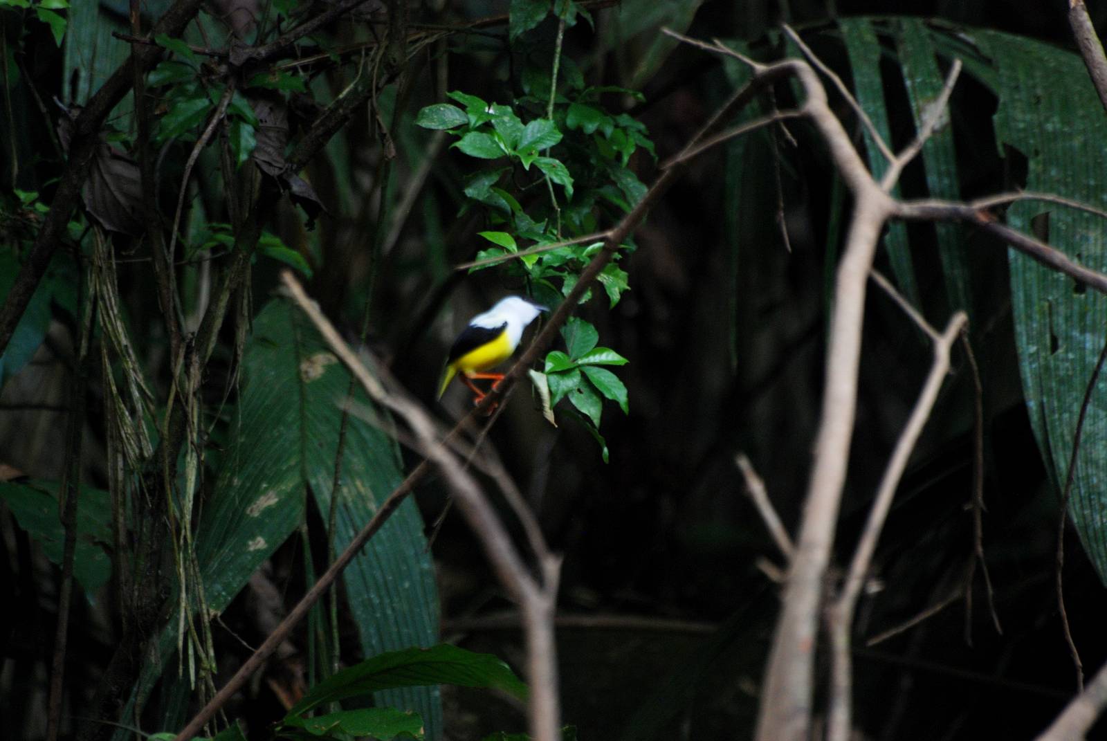 White-collared Manakin in Tortuguero, 15/04/14