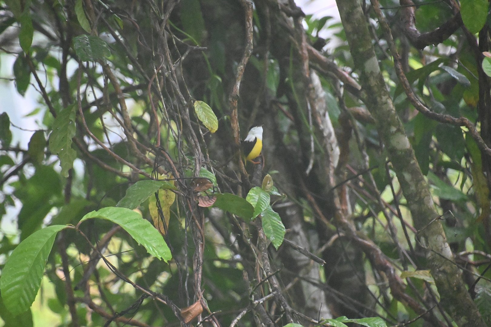 White-collared manakin (Manacus candei)