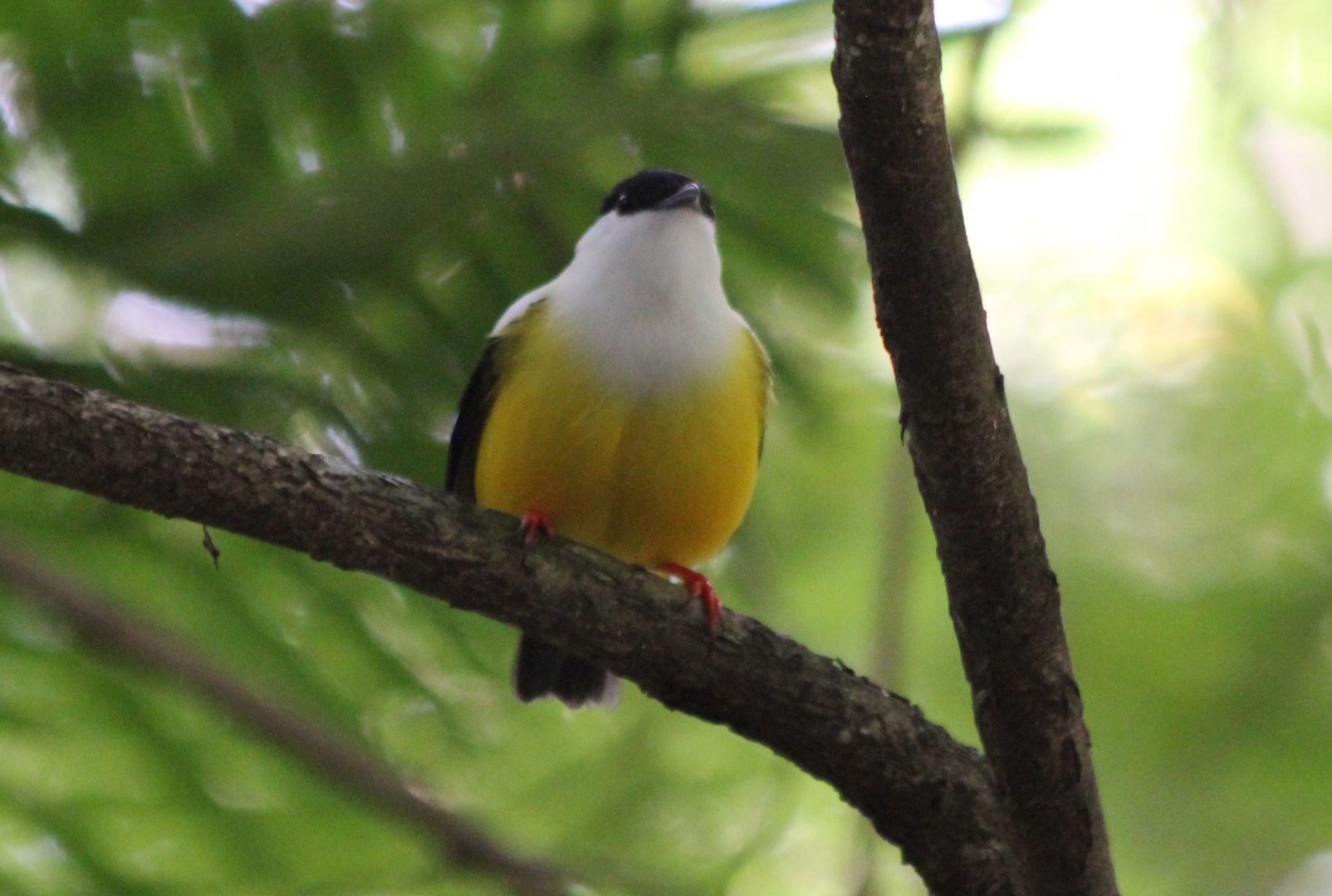 White-collared Manakin - Mar 2019