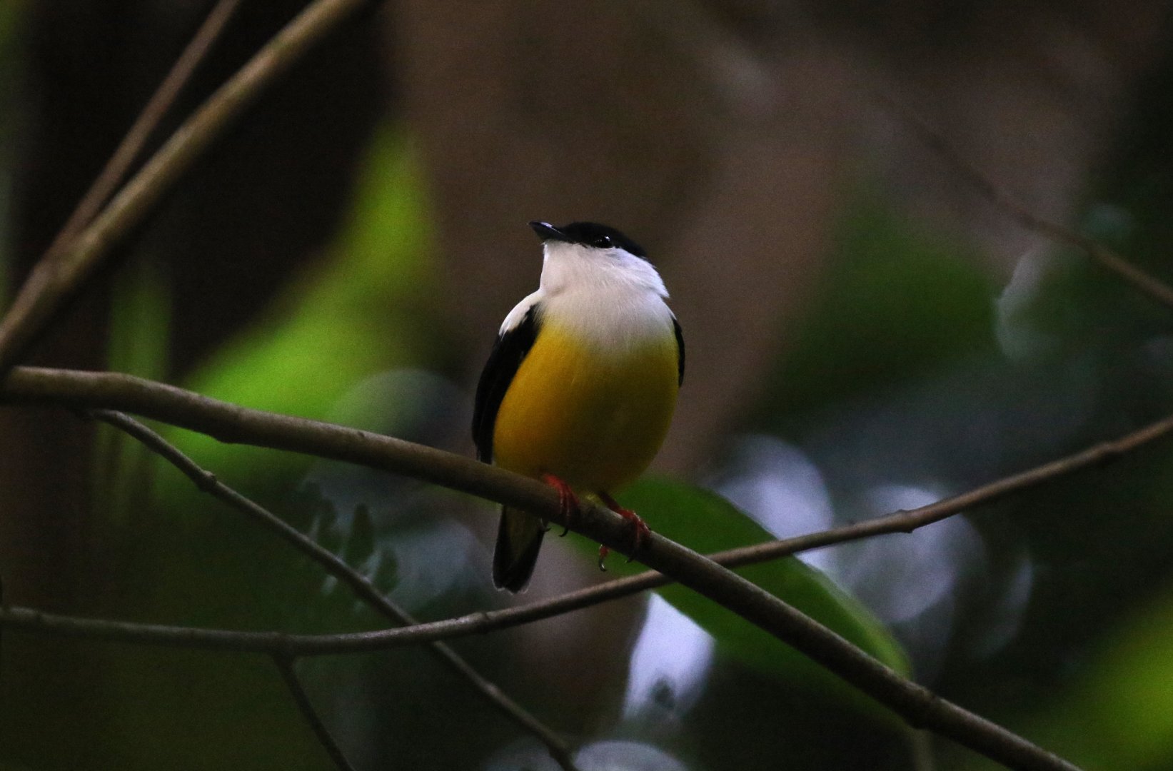 White-collared Manakin